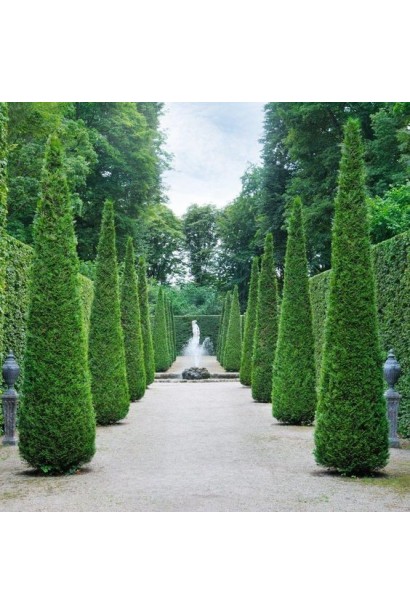 Туя Смарагд для озеленения территорий и придомовых участков.